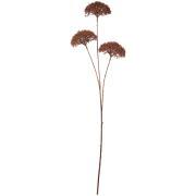 Blomsterstilk mørkebrun 3 skærmblomster