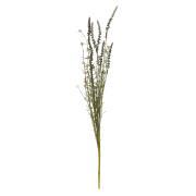 Blomst grålige nuancer