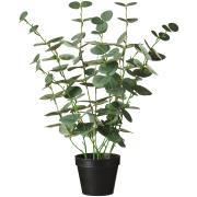 Eukalyptus i potte