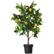 Citrontræ i potte