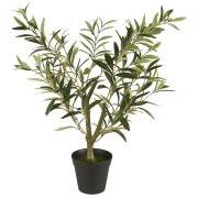Olive bush in pot